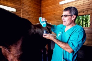 centro veterinario equino andromeda clinica veterinaria riabilitazione equina pisa toscana italia .5